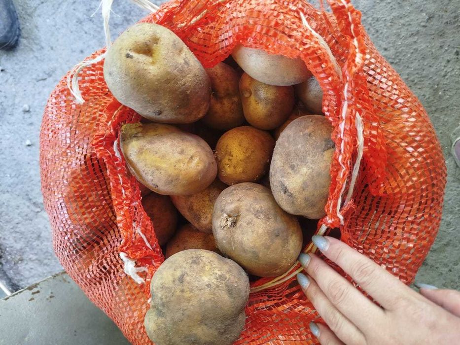 Продам картофель домашний