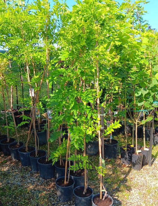 Vand artari japonezi portocalii la ghiveci și glicina altoita la ghive