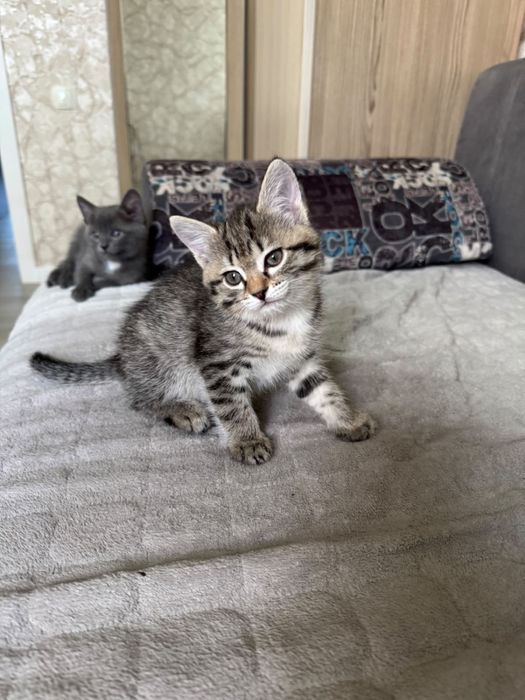 Отдам котят в добрые руки