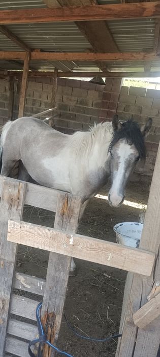 Продам тай спокойны