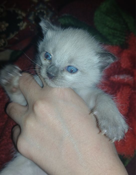 Срочно отдам милых котят.