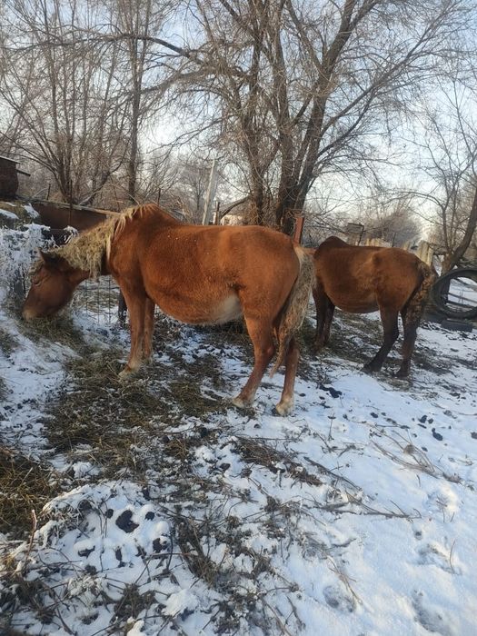 Буаз биелер Марта туад