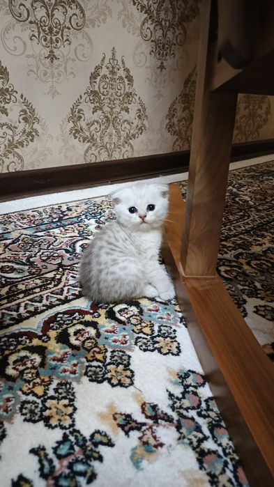 Котята фолды. Окрасы золото и серебро шиншиллы,белые и пепельный.