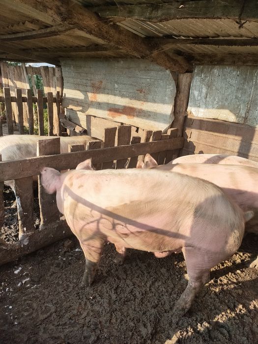 Продам отличных хряков на племя