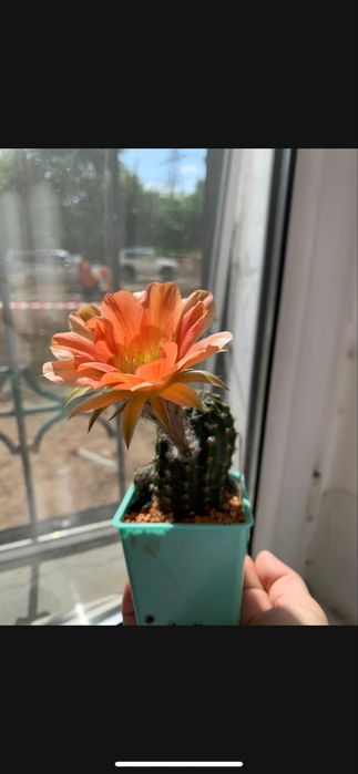 Кактусы , суккуленты