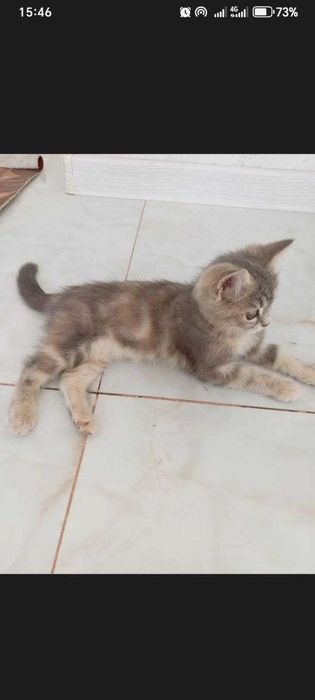 Mushukcha 4 oylik qiz bola