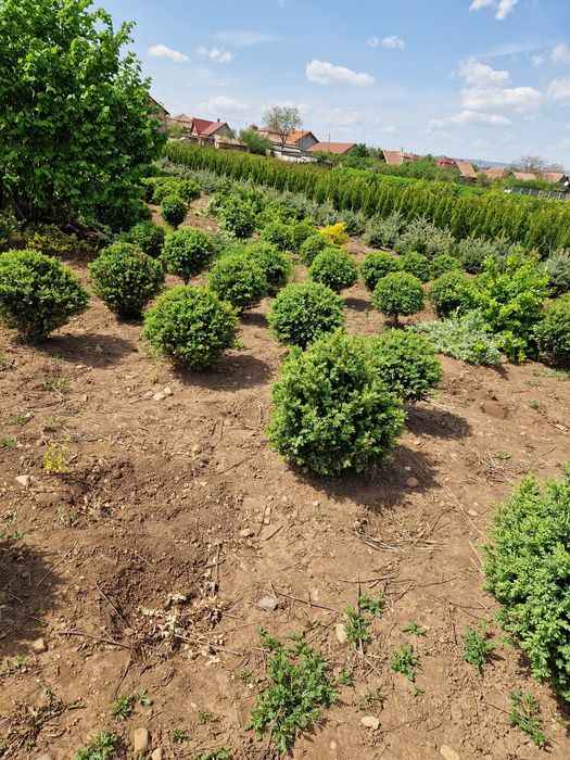 BUXUS pentru gard viu