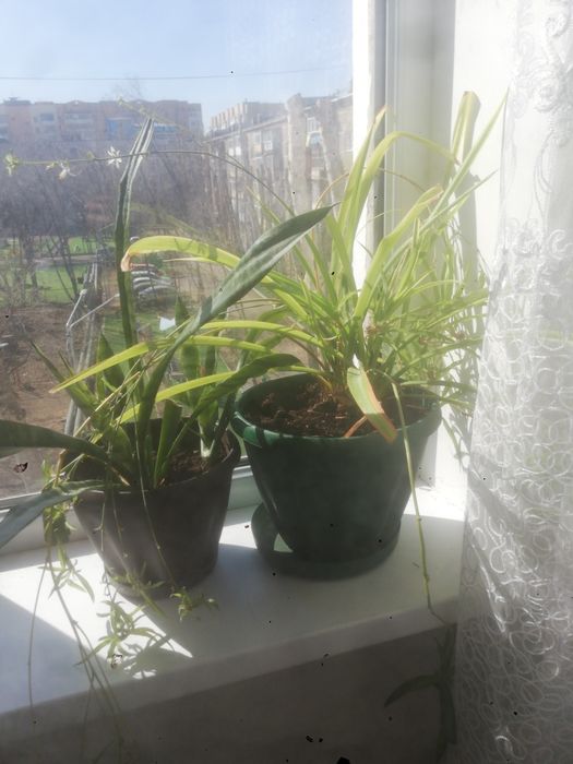 Продам комнатные цветы