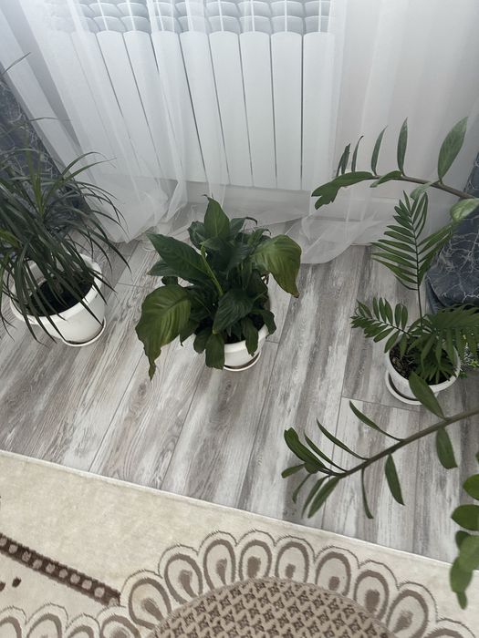 Бөлме өсімдіктері сатылады.Арзан бағада.