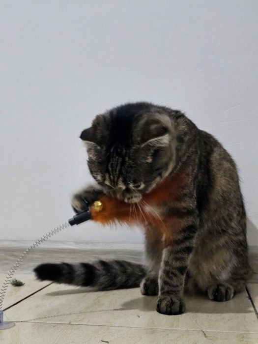 Шотландская вислоухая кошечка