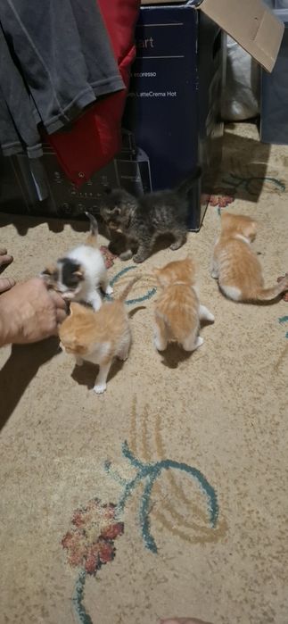 Отдам бесплатно котят