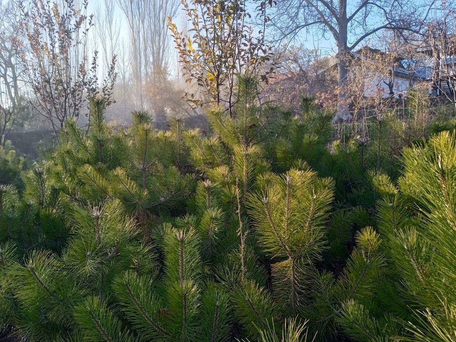 Продаются ёлки/Арчалар сотилади