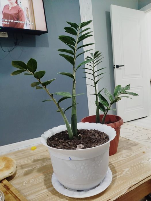 Доллар Гулы Улкен Сатамын