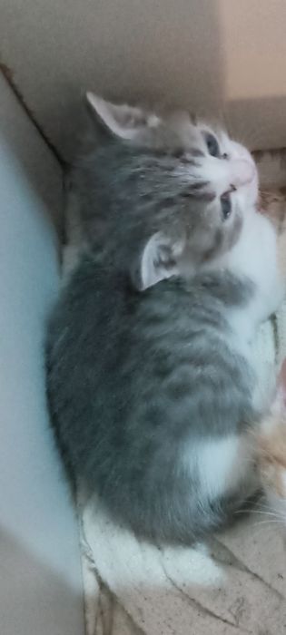 Котенок. Девочка