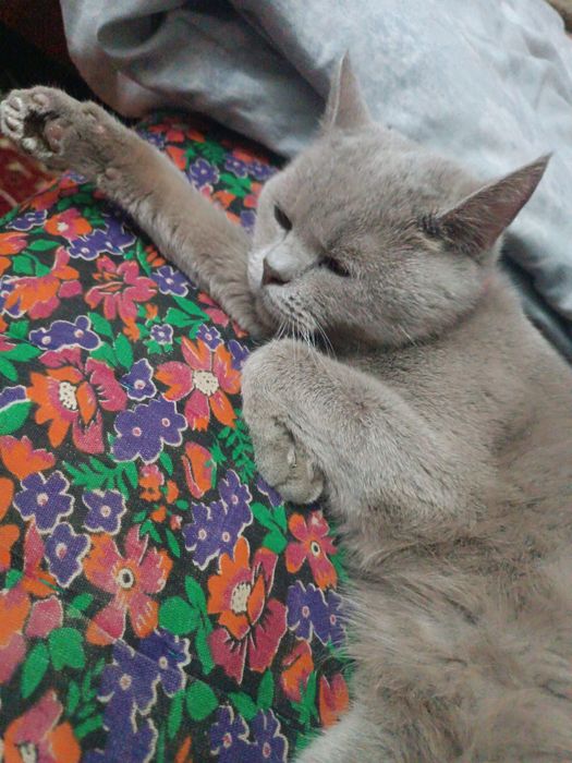 Scottish straight sotiladi