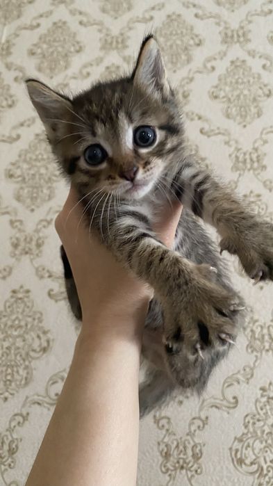 Отдам котенка в хорошие руки