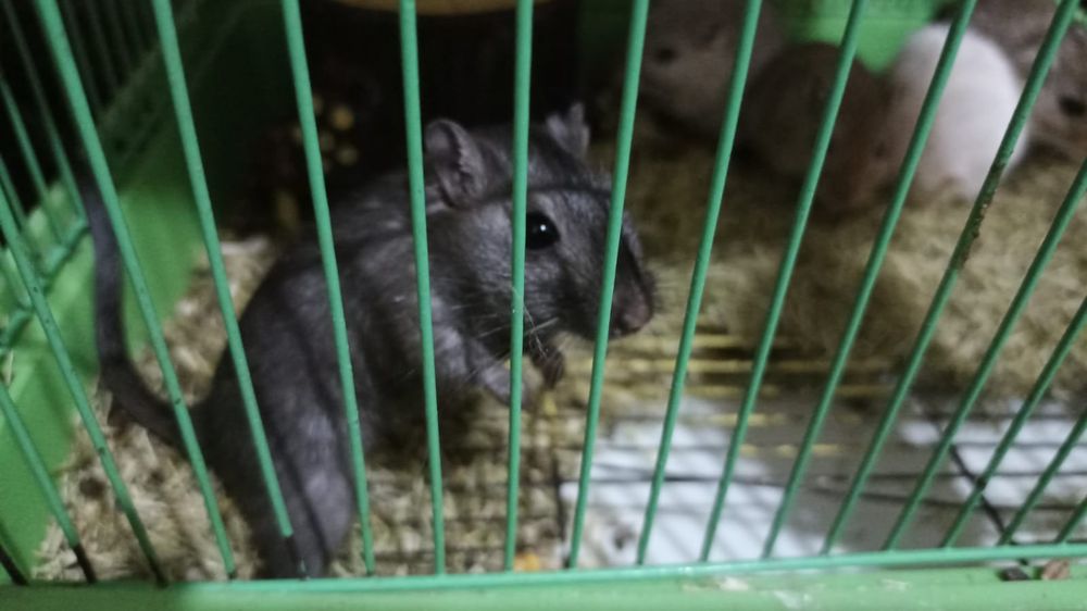 Песчаные белочки