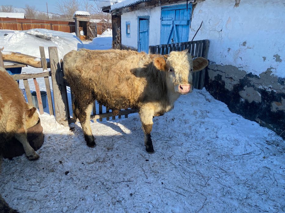 Продам быков стоят на откорме