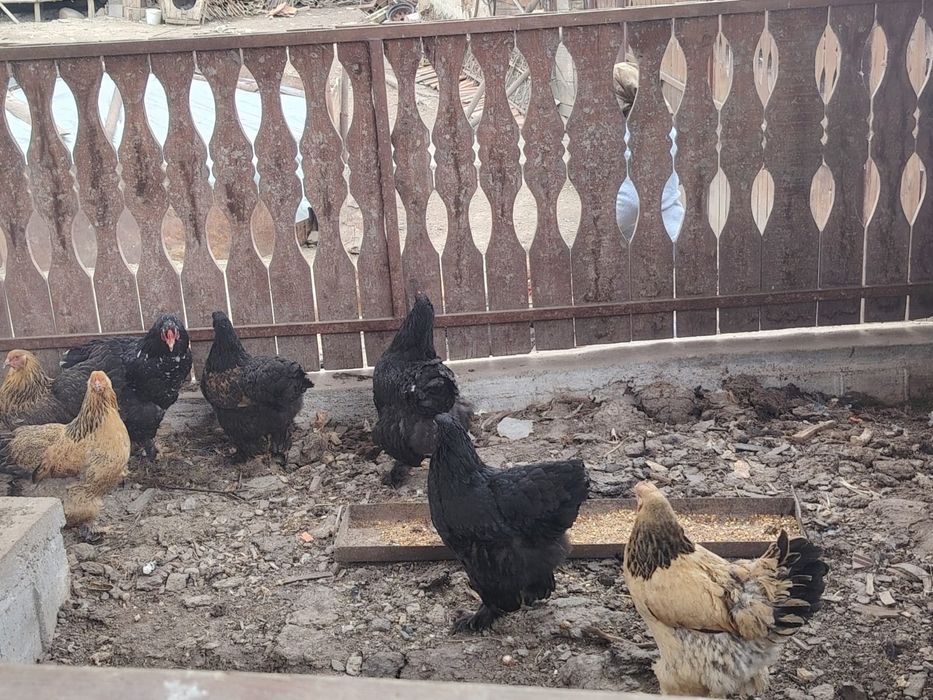 Vând găini Brahma  150 lei bucata mai multe detalii la telefon