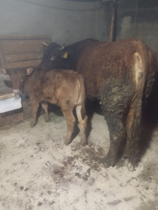 De vânzare o vacă cu vițea