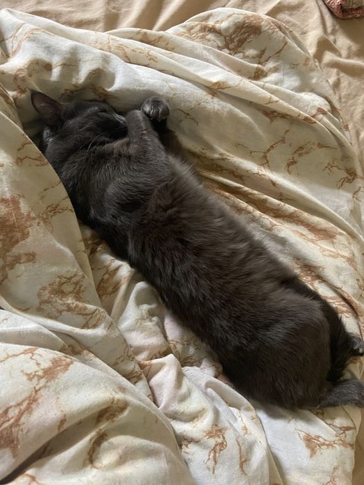 Пропал кот! г.Алматы