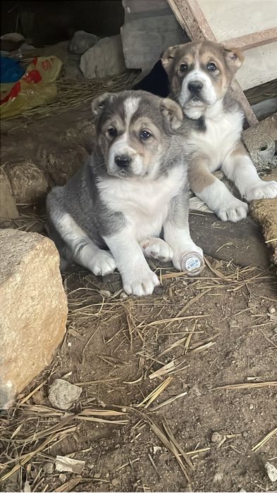 Алабай күшіктер сатылады