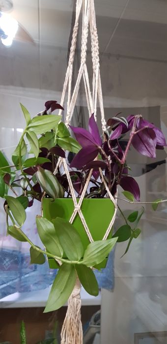 Комнатные цветы красивые разные