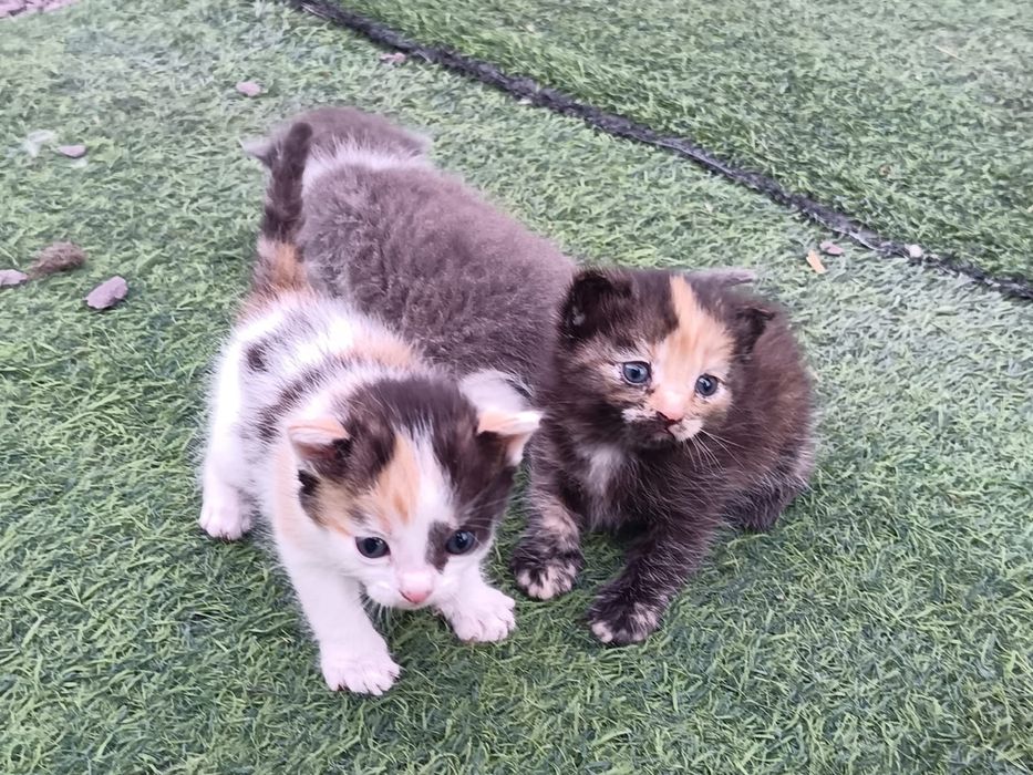 Отдам котят в хорошие руки