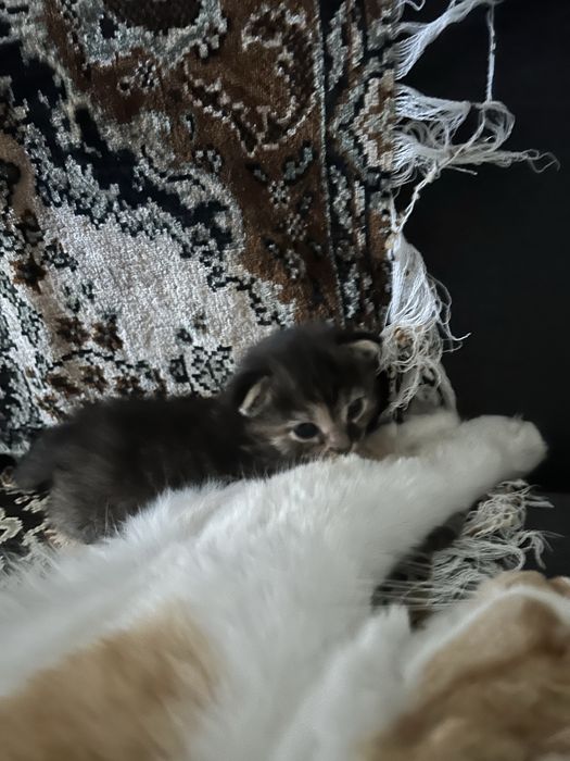 Отдам котенка в добрые руки