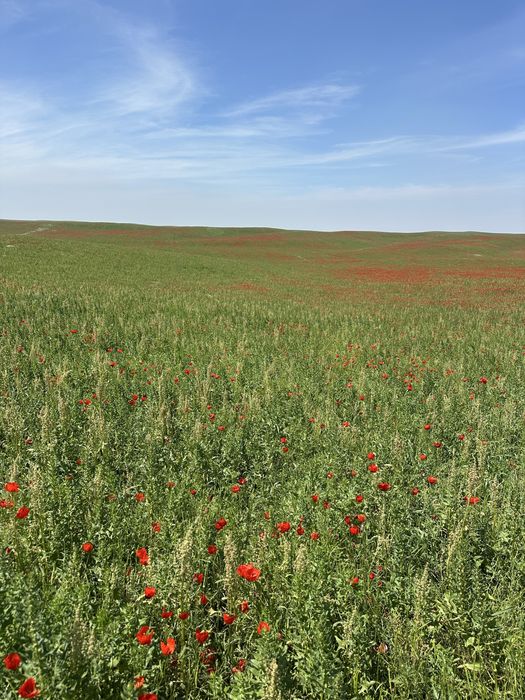 Табиғи шөп полясымен сатылады бір орғанға