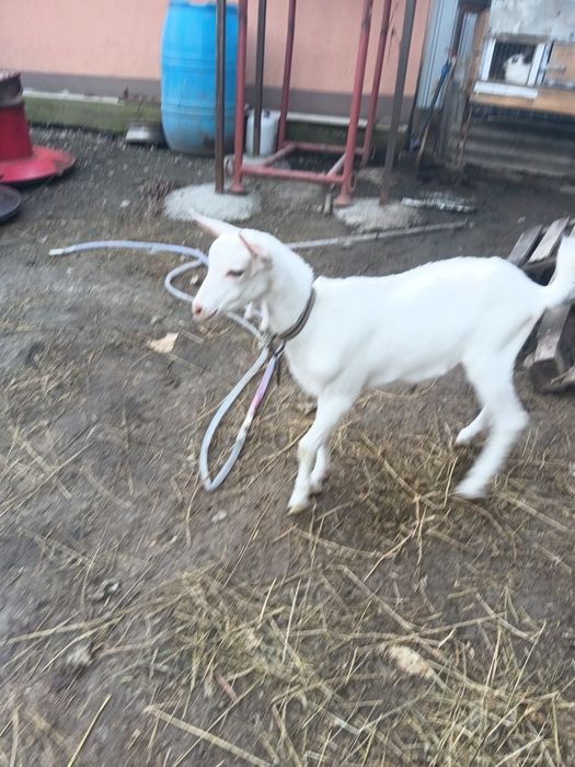 Vând tap șaten ciut