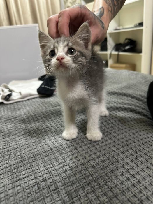 ище дом котенку (мальчик)