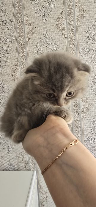 Продам котят шотландский веслоухих
