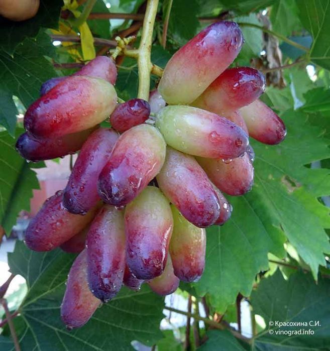 Shreder agro intinciv kuchatlar