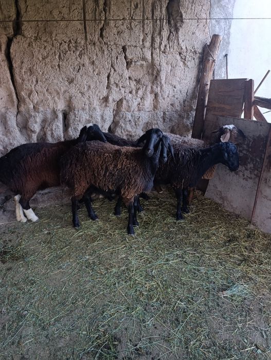 Бугоз Куйлар сотилади тухлилар