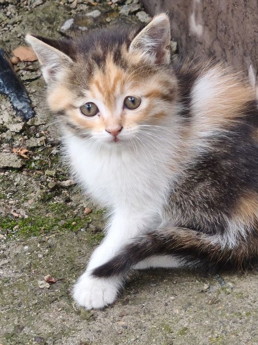 Котенок отдам бесплатно