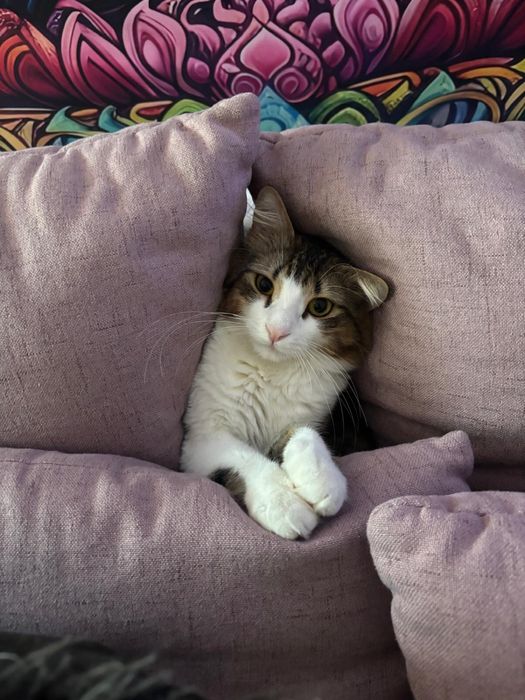 Pisicuță pentru adopție