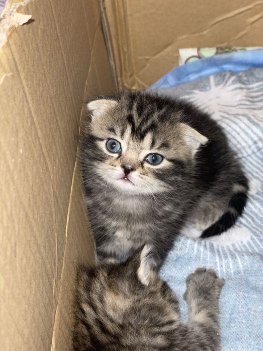 Продам котенка ,шотландец