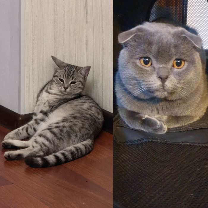 Шотладские котята