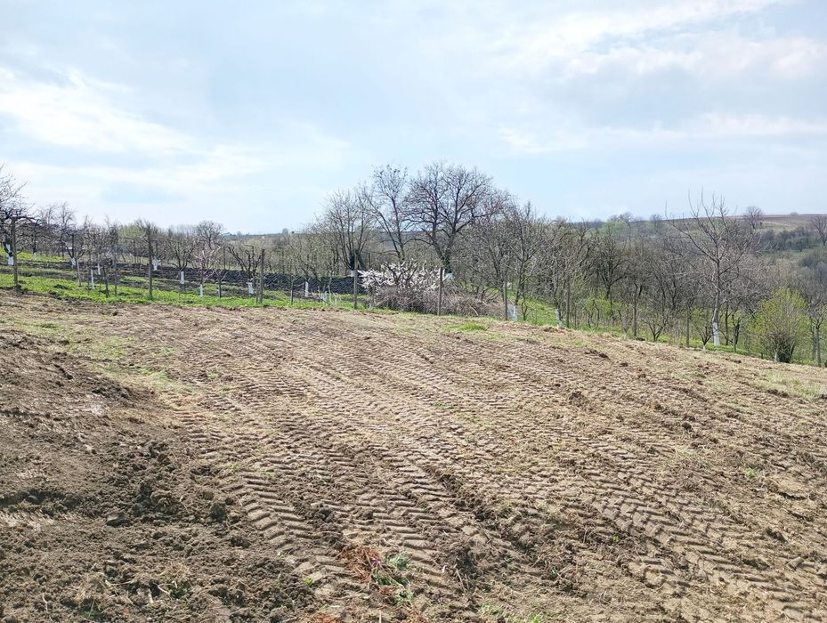 Teren intravilan in Radaseni 1587mp cu toate utilitatile