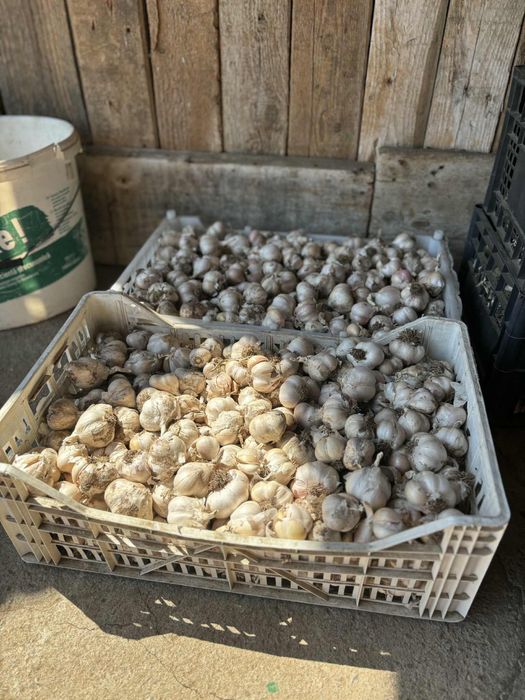 Vand usturoi de primavara