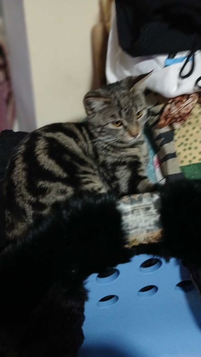 Кот пол года,бенгальский окрас.