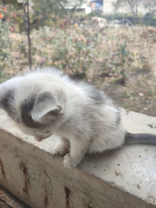 Отдам котёнка в добрые руки