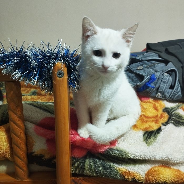 Кошка девочка Белинская породу не знаю отдаю в хорошие руки .