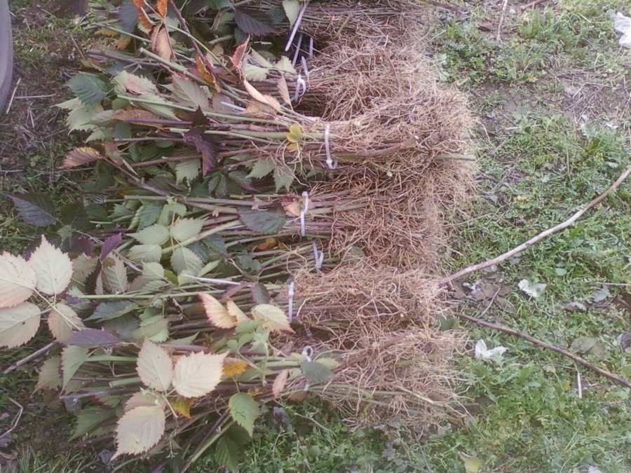 Vindem Butași zmeură și mure