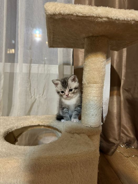 Британски късокосмести котенца