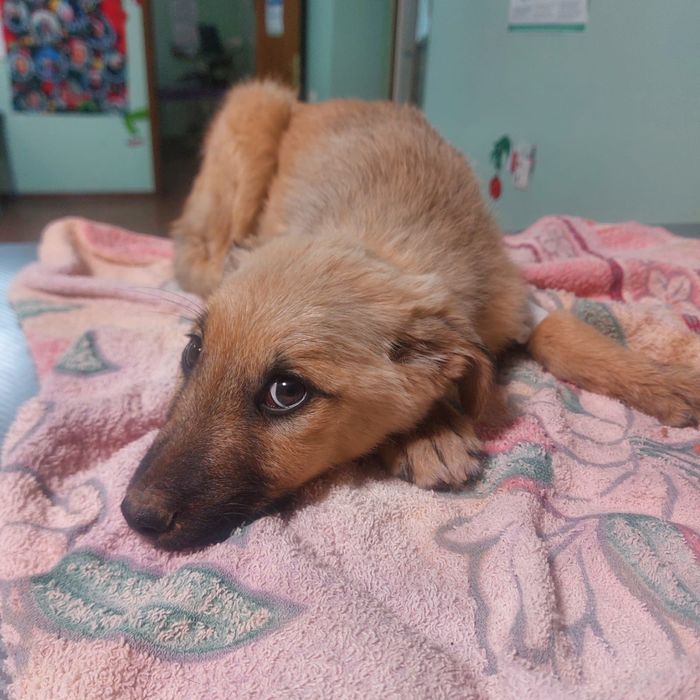 Щенок в добрые руки