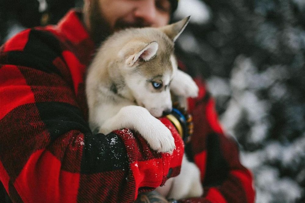 Срочно продам щенят