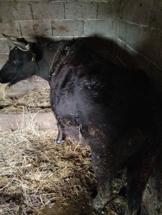 Продавам крава за отглеждане или за месо