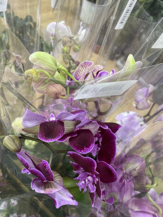 Красивая орхидея вместо букета